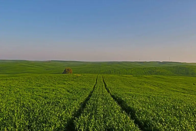 בתרונות-רחומה