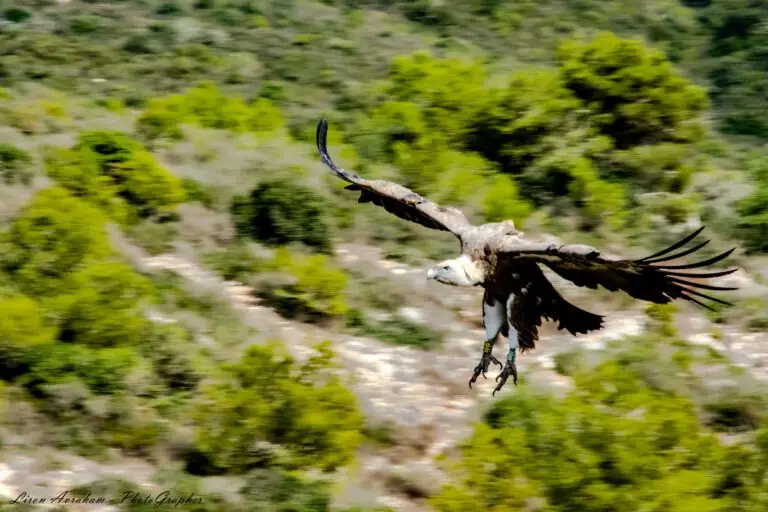 צילום-טבע-ונופים