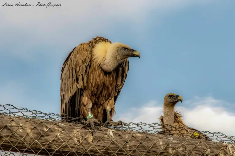צילום טבע ונופים