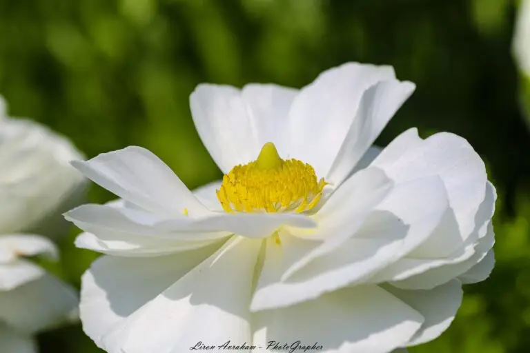 צילום טבע ונופים