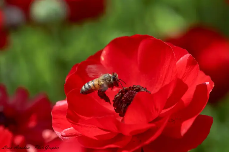 צילום טבע ונופים