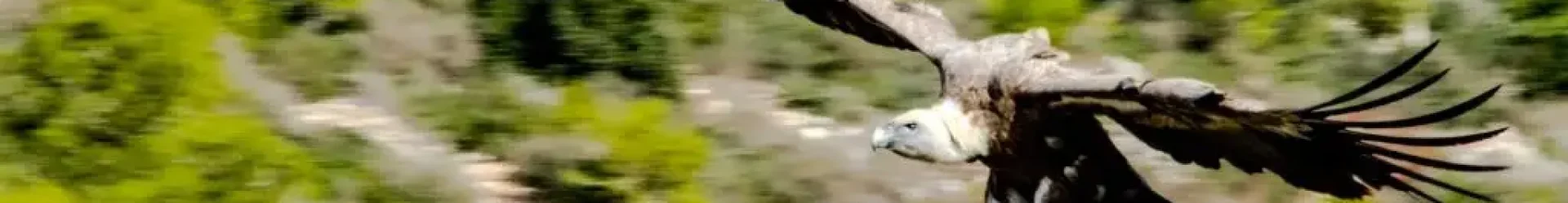 נשר מקראי - חי בר